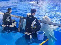 -秦皇岛乐岛海洋王国