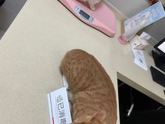 -艾贝尔宠物医院 ·内科全科(梁溪路店)