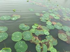 -东湖落雁景区