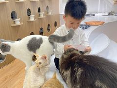 -COLOR PETS 撸猫馆·购猫·猫咖(长风大悦城店)