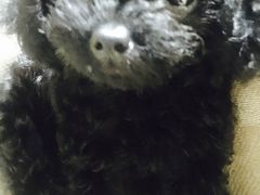 -1013 PET SHOP 宠物商店(近铁城市广场店)