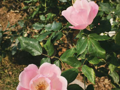 -香蜜公园