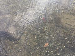 -水前寺成趣园