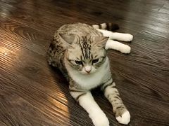 -吉丁鸟咖·异宠·寄养
