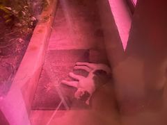 -ZING鲸鱼啤酒(葡萄院店)