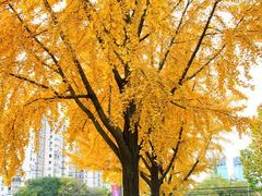 -三里屯东五街银杏大道