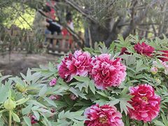 -莲花池公园