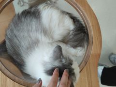 -共舞时光猫咖·狗咖(新街口店)
