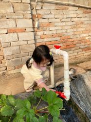 -蓝呗呗蓝莓草莓采摘园(通州区马驹桥店)