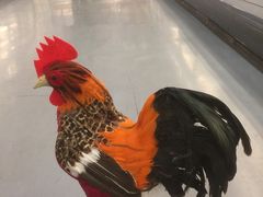 -麦德龙(郑东店)