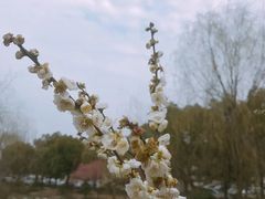-香雪海