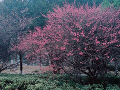 -洋湖国家湿地公园