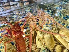 龙虾-顺德了能馆(虎门店)