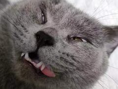 -乐琪宠物医院·犬猫专科·骨外科·急重症
