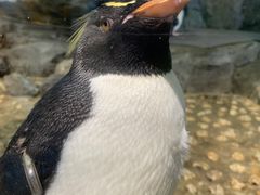 -大阪海游馆