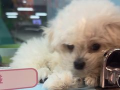 -FAELING PETS美天灵宠物(合生汇店)