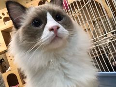 -李小姐の猫咖啡馆(五角场店)