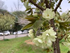 -武汉大学-樱园