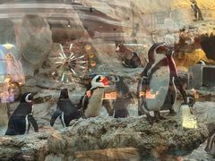 -帝企鹅自助餐厅•儿童岛•真企鹅(长隆企鹅酒店)