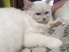 -瞄一喵猫咖(格力海岸店)