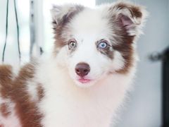 -翊宠yipet猫狗购宠庄园犬舍•猫舍