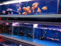 -宝鸡东道花鸟鱼虫市场(吉利花园商场店)