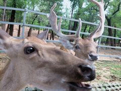 -秦皇岛野生动物园
