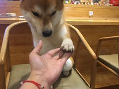 -柴务处·柴犬主题狗咖