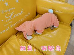 -十年猫舍·猫咪专门店(普陀店)