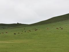-贡格尔草原