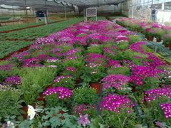 -三圣花乡旅游区