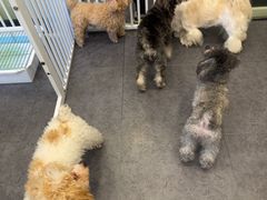 -有喵·猫咖·狗咖·30几只猫10只小狗(岗厦店)