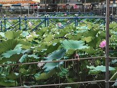-北戴河集发农业梦想王国