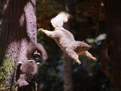 -陕西自然博物馆