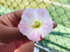 -山东鲁能乒乓球学校