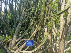 -中国科学院西双版纳热带植物园