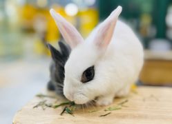 -神奇动物撸宠馆·羊驼·小浣熊·异宠(豫园店)