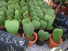 -重庆市江北嘴中央商务区中央公园