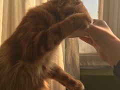 -猫猫幼稚园·撸猫·桌游·电玩