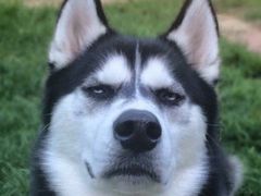 -Husky Go! 哈士奇体验馆·宠物咖啡厅狗咖