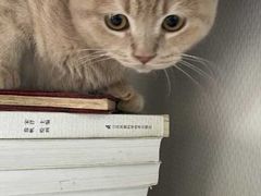 -东方名猫馆·英短金渐层布偶猫舍(环线广场1号楼店)