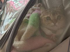 -宠福鑫康馨动物医院·骨科·眼科