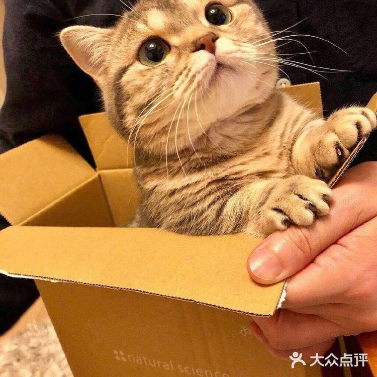 血统纯正的美短棕虎斑，憨厚可爱[惊叹][惊叹]