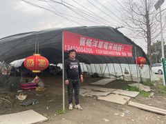 -喜杨洋草莓采摘园
