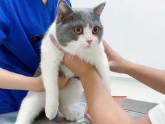 -伟伟宠物医院·瑞派猫友好医院·猫科(光谷店)