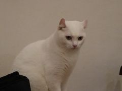 -有猫主题·治愈系猫咖(曾厝垵店)
