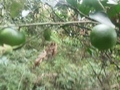 -青龙山国家森林公园