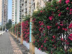 -深圳国际园林花卉博览园