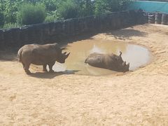 -西霞口神雕山野生动物世界
