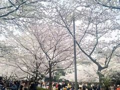 -武汉大学-樱园
